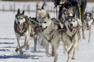 Sibiřský husky (Siberian Husky) Sibiřský husky (Siberian Husky)