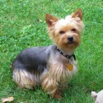 Yorkšírský teriér (Jorkšírský teriér, Yorkshire Terrier)