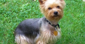 Yorkšírský teriér (Jorkšírský teriér, Yorkshire Terrier)