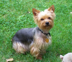 Yorkšírský teriér (Jorkšírský teriér, Yorkshire Terrier)