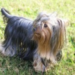 Yorkšírský teriér (Jorkšírský teriér, Yorkshire Terrier)