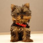 Yorkšírský teriér (Jorkšírský teriér, Yorkshire Terrier)