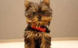 Yorkšírský terier (Jorkšírský terier, Yorkshire Terrier)