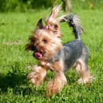 Yorkšírský teriér (Jorkšírský teriér, Yorkshire Terrier)