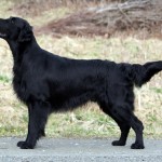 Flat Coated Retriever