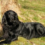 Flat Coated Retriever