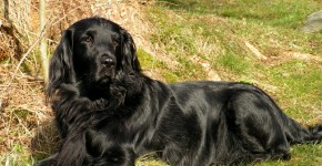 Flat Coated Retriever