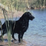 Flat Coated Retriever