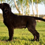 Flat Coated Retriever