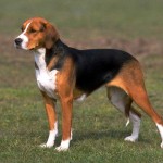 Foxhound