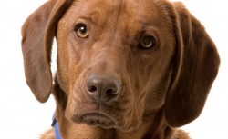 labrador_retriever4