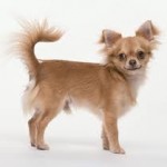 Čivava (Chihuahua) 0