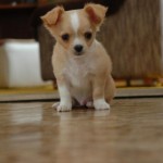 Čivava (Chihuahua) 2