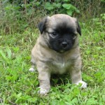 Čivava (Chihuahua) 3