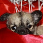 Čivava (Chihuahua) 4