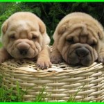 Šarpej (Shar-Pei) 4 Šarpej (Shar-Pei) 4
