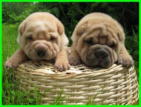 Šarpej (Shar-Pei) 4 Šarpej (Shar-Pei) 4