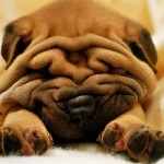 Šarpej (Shar-Pei) 7 Šarpej (Shar-Pei) 7