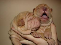 Šarpej (Shar-Pei) 8 Šarpej (Shar-Pei) 8