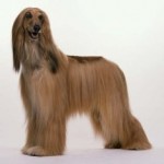 Afgánský chrt (Afghan Hound)-1