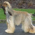 Afgánský chrt (Afghan Hound)