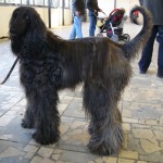 Afgánský chrt (Afghan Hound)-2