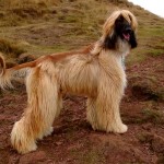 Afgánský chrt (Afghan Hound)-3