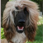 Afgánský chrt (Afghan Hound)10