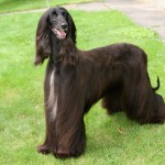 Afgánský chrt (Afghan Hound)11