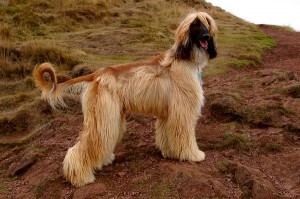 Afgánský chrt (Afghan Hound)-3