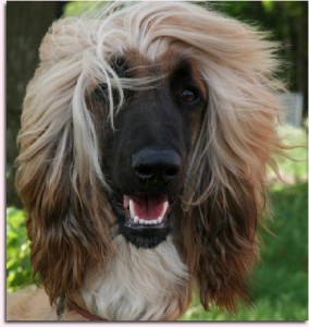 Afgánský chrt (Afghan Hound)10