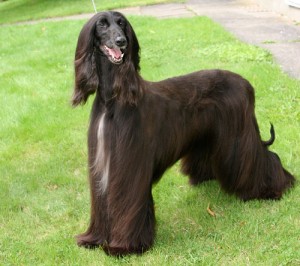 Afgánský chrt (Afghan Hound)11