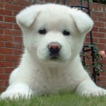 Akita-inu (Japanese Akita)3