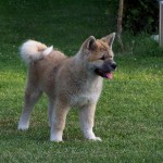 Akita-inu (Japanese Akita)4