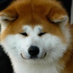 Akita-inu (Japanese Akita)5