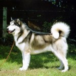 Aljašský malamut (Alaskan Malamute)4