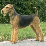 Erdelteriér (Airedale terier) 6