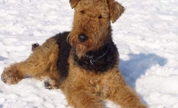Erdelteriér (Airedale terier) 8