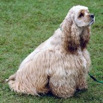 Americký kokršpaněl (American Cocker Spaniel)