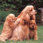 Americký kokršpaněl (American Cocker Spaniel)-2