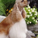 Americký kokršpaněl (American Cocker Spaniel)-4