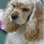 Americký kokršpaněl (American Cocker Spaniel)7