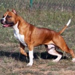 Americký stafordšírský teriér (American Staffordshire Terrier)