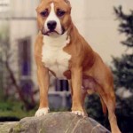 Americký stafordšírský teriér (American Staffordshire Terrier)