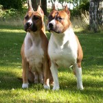 Americký stafordšírský teriér (American Staffordshire Terrier)