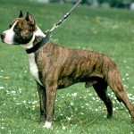 Americký stafordšírský teriér (American Staffordshire Terrier)