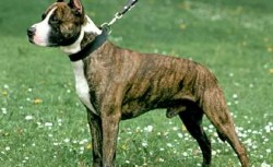 Americký stafordšírský teriér (American Staffordshire Terrier)-4