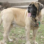 Anglický mastif (English Mastiff)-1