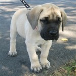 Anglický mastif (English Mastiff)-2