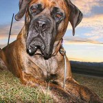 Anglický mastif (English Mastiff)-3